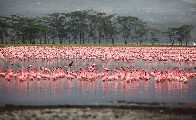 Nakuru National park
